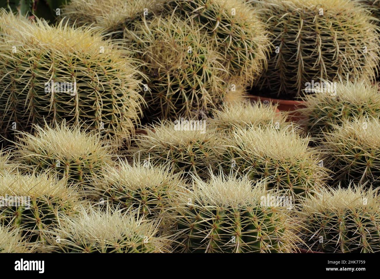 Diversi cactus palla d'oro, cactus palla d'oro, cactus canna d'oro (Echinocactus grusonii), vivaio, Spagna Foto Stock Diversi cactus palla d'oro, cactus palla d'oro, cactus canna d'oro (Echinocactus grusonii), vivaio, Spagna Foto Stock