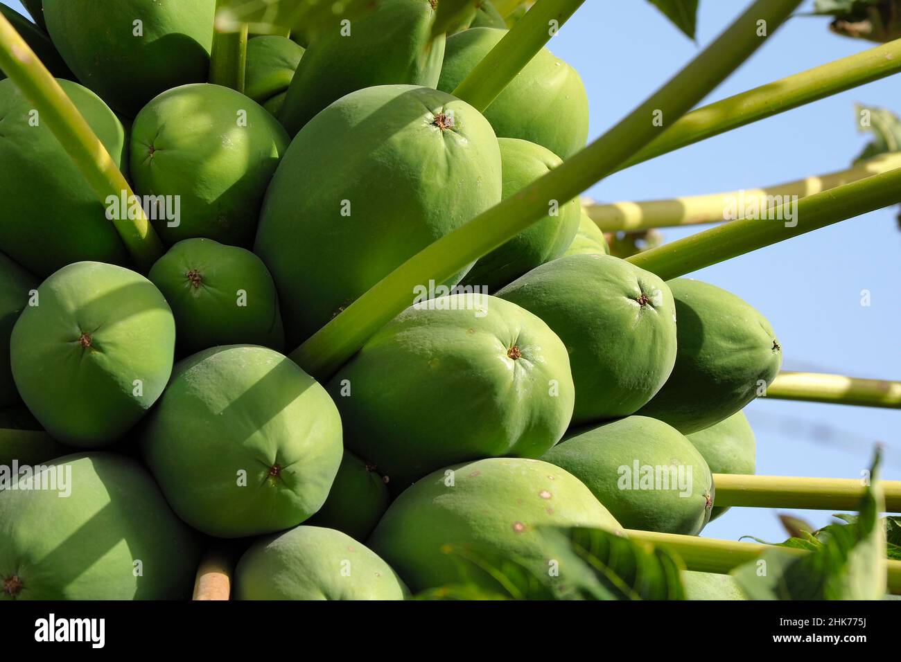 Papaya verde su albero, frutta non matura, frutta tropicale, Andalusia, Spagna Foto Stock