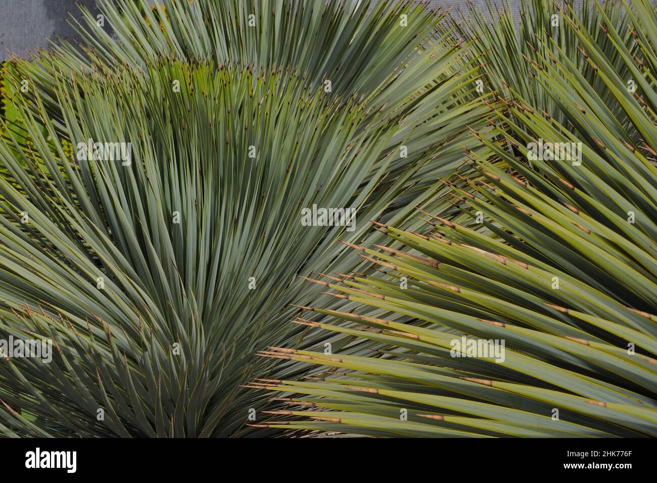 Punte marroni di yucca beaked (Yucca rostrata), foglie di palma appuntite, specie di palma, malattia delle piante, Spagna Foto Stock