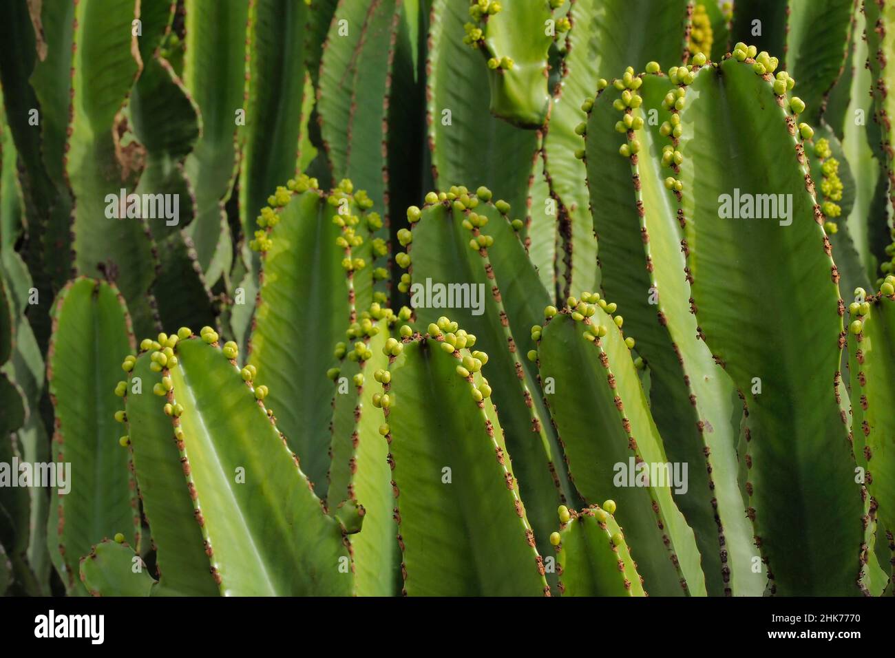 Diversi alberi di candelabro (Euphorbia candelabrum) con i fiori in gomma, cactus giganti in fiore, cactus fioriti, Spagna Foto Stock