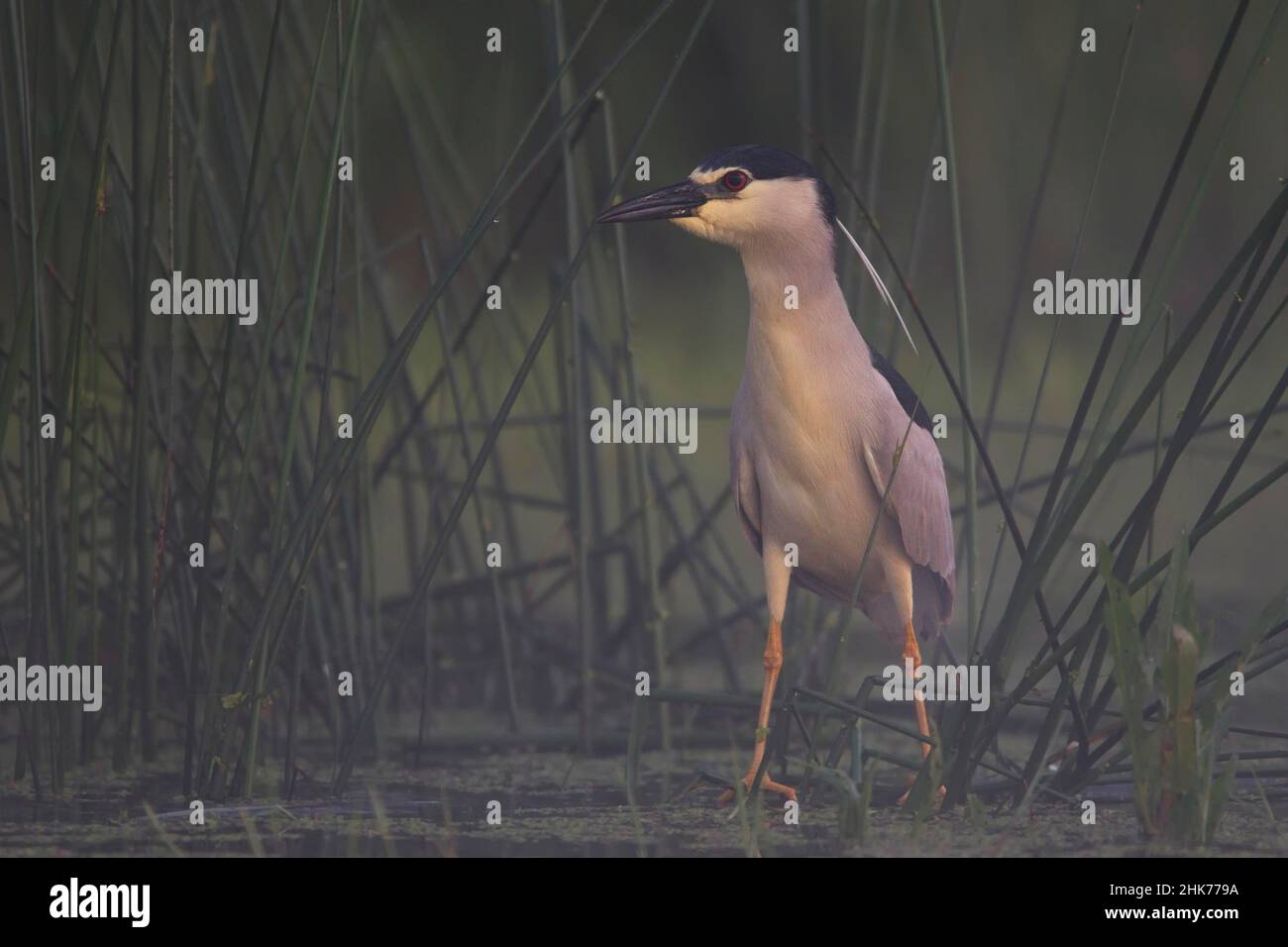 Airone notturno con corona nera (Nycticorax nycticorax), maschio che predica in una palude, nebbia, Bulgaria Foto Stock