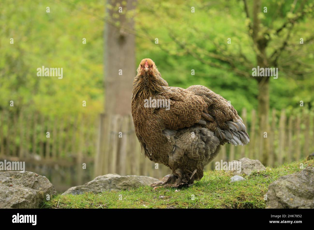 Brahma pollo (Gallus gallus F. domesticus), Hofgeismar, Assia, Germania, Captive Foto Stock