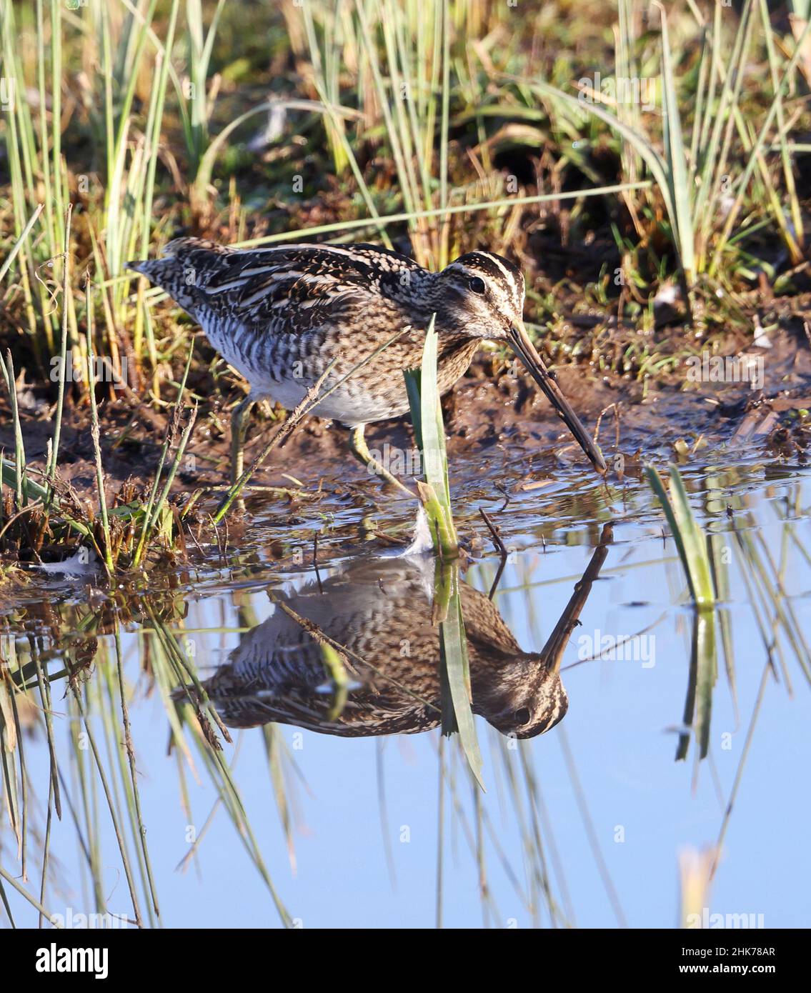 Comune Snipe Wading in acque poco profonde Foto Stock