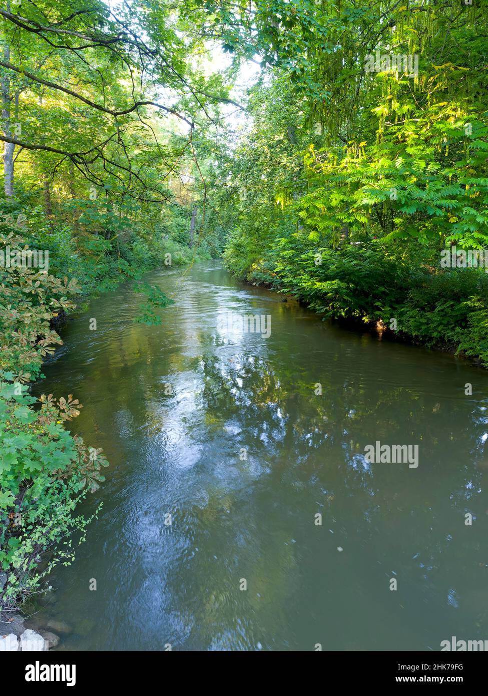 Fiume ILM con vegetazione ripariale, Park an der ILM, Weimar, Turingia, Germania Foto Stock