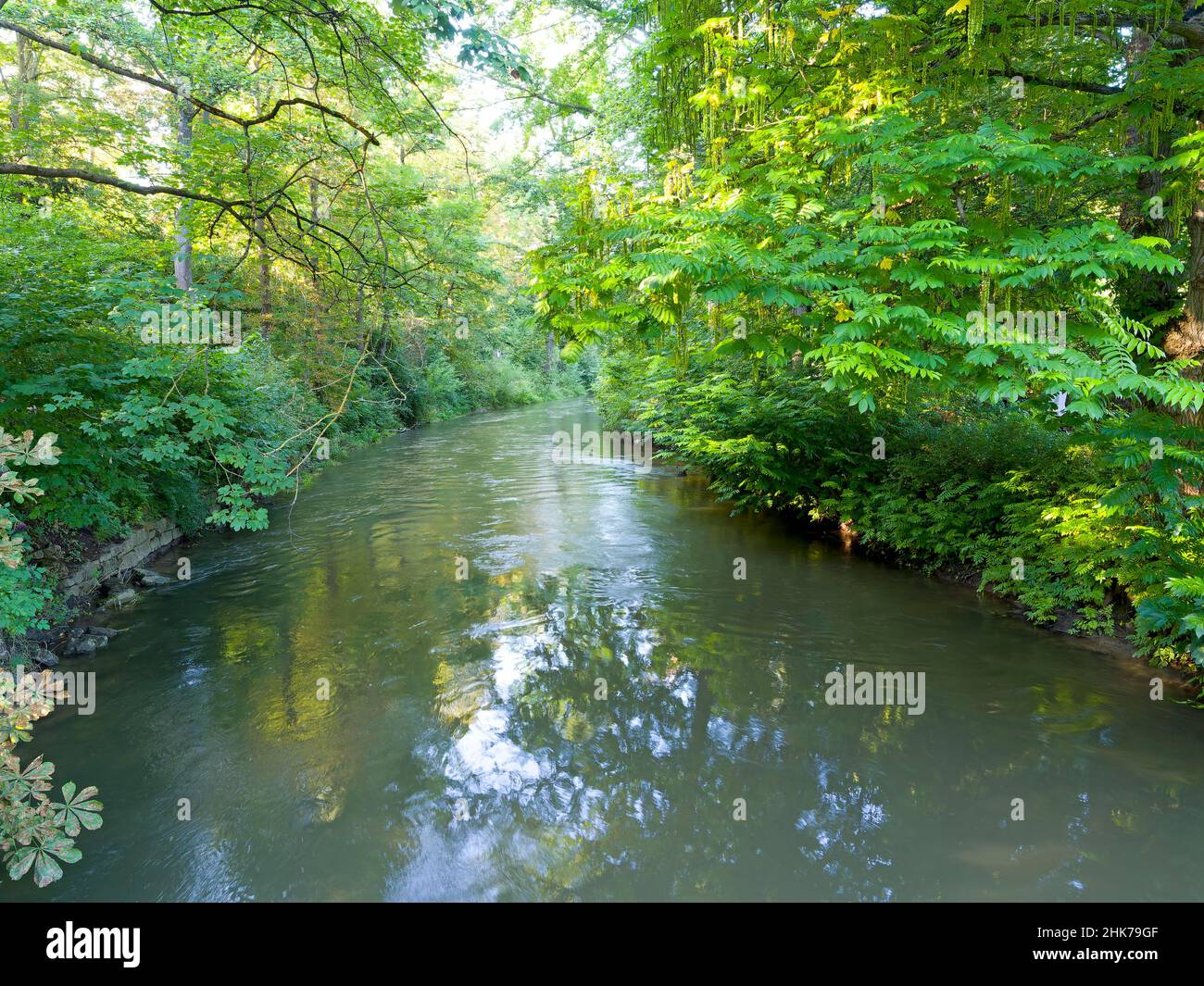 Fiume ILM con vegetazione ripariale, Park an der ILM, Weimar, Turingia, Germania Foto Stock