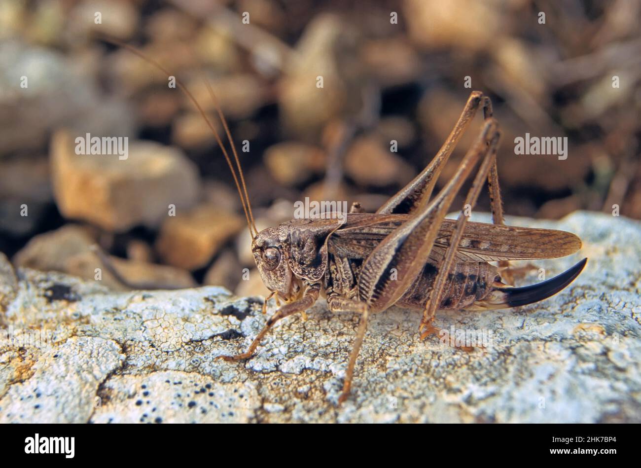 Bush-cricket grigio (Platycleis albopunctata), femmina con ovipositor, Cévennes, Francia Foto Stock