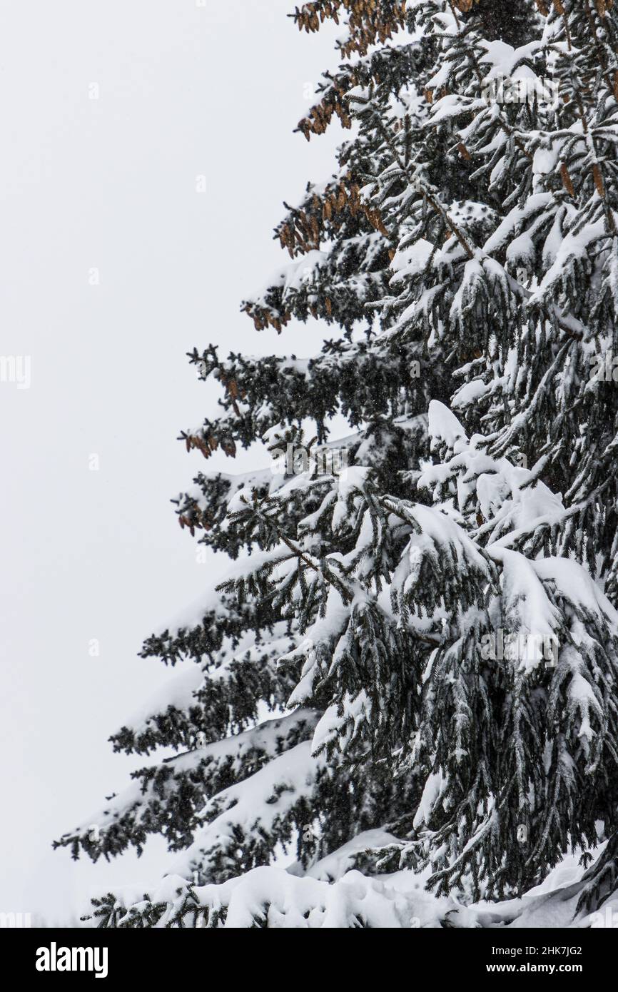 Alberi di pino coperto di neve Foto Stock