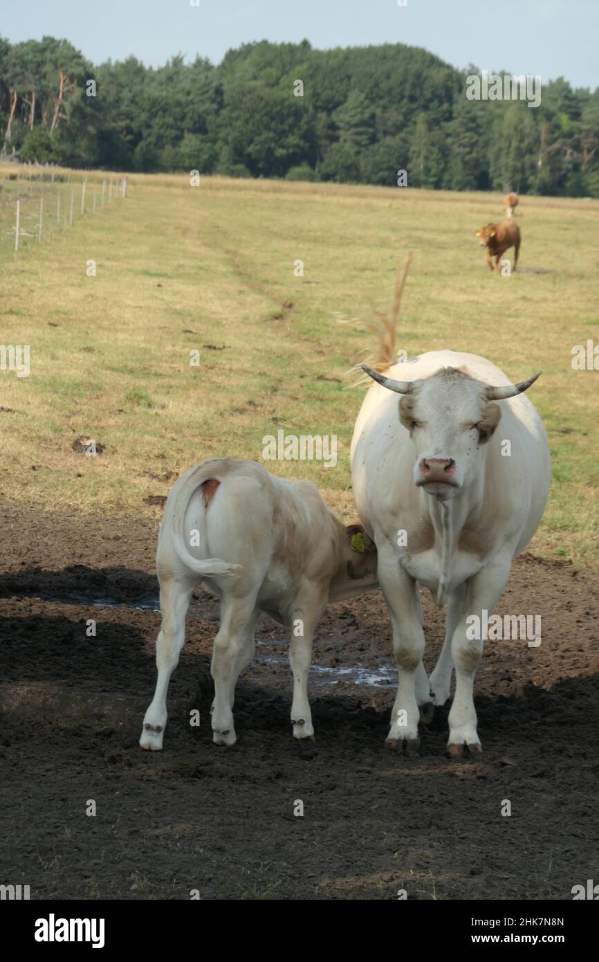 Una vacca bianca con il suo vitello nel prato. Bevande di vitello dalla mucca. Foto Stock