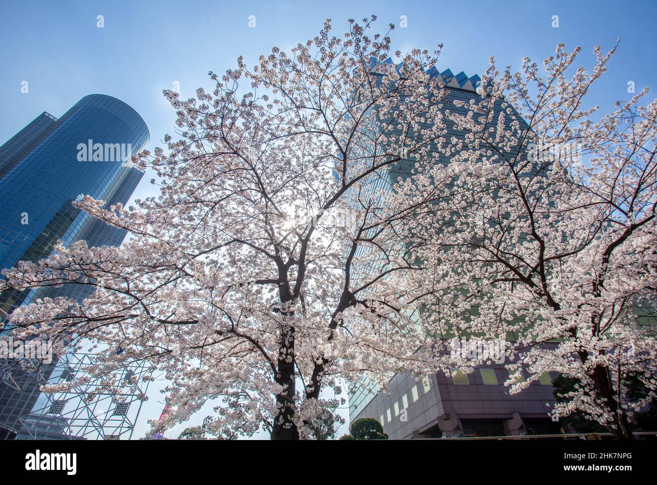 Una vista incredibile (vista ad angolo basso di grandi ciliegi) sul lato destro del Fiume Sumida (dall'oppozite al Parco Sumida) a Tokyo. Marzo 31. Skyscr Foto Stock