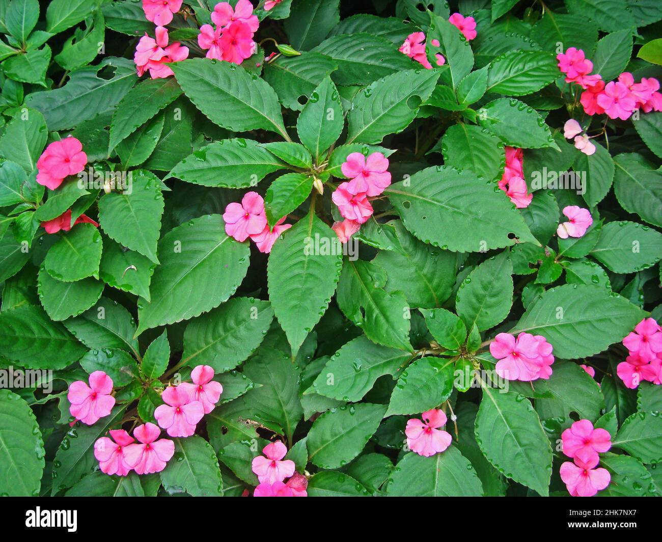 Fiori di lizzie occupato (Impatiens walleriana) Foto Stock