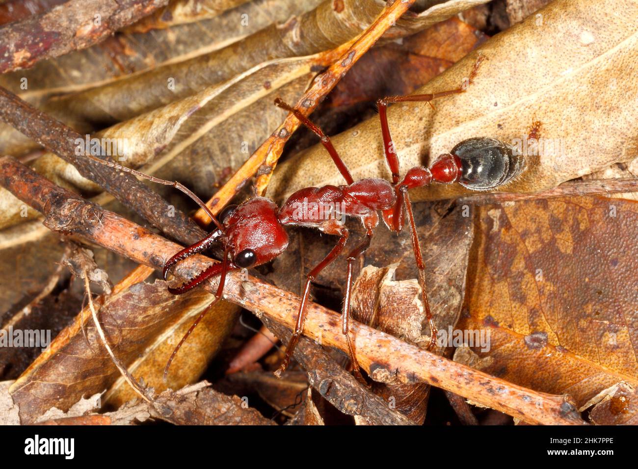 Toro gigante ANT, Myrmecia brevinoda o Myrmecia gratiosa. Conosciuto anche come Giant Brown Bull ANT e Bulldog ANT. Queste sono una delle formiche più grandi nel Foto Stock