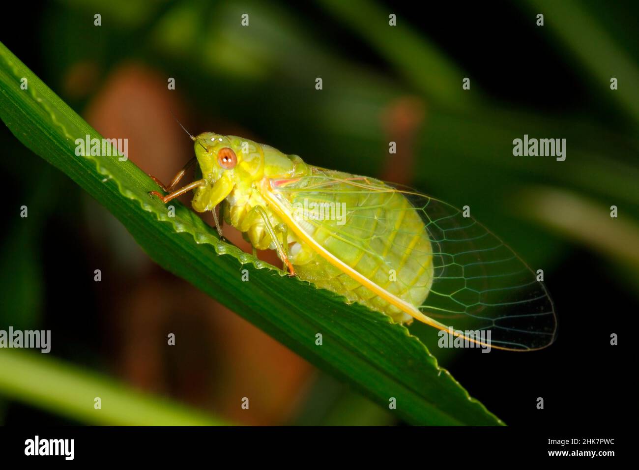 Piccola bottiglia Cicada, Chlorocista vitripennis. Conosciuta anche come Lesser Bottle Cicada. Coffs Harbour, New South Wales, Australia Foto Stock