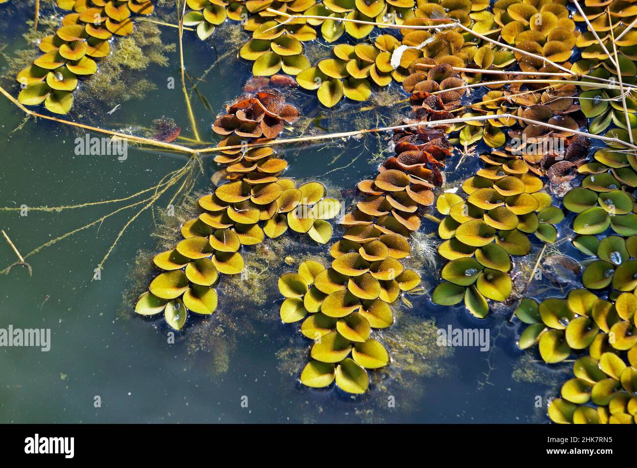 Piante acquatiche nello stagno (Salvinia auriculata) Foto Stock