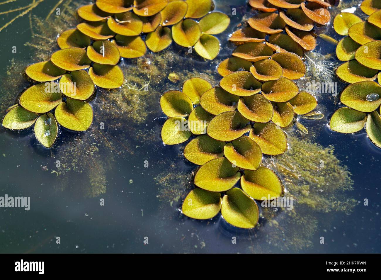 Piante acquatiche nello stagno (Salvinia auriculata) Foto Stock