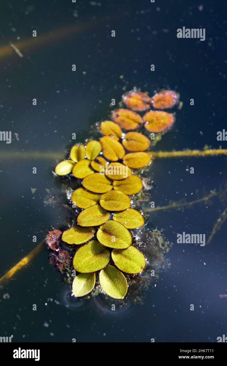 Piante acquatiche nello stagno (Salvinia auriculata) Foto Stock