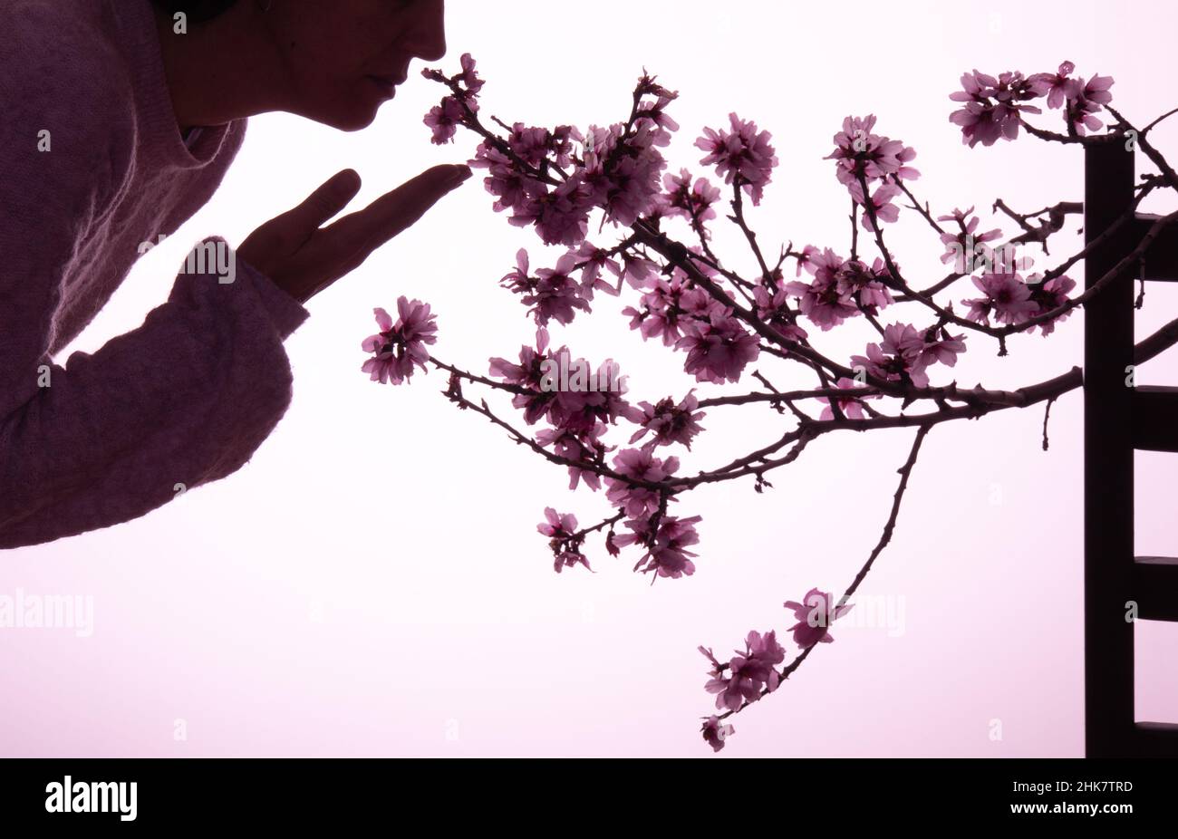 donna irriconoscibile con ramo di mandorla, su sfondo viola con spazio copia per un giorno femminile Foto Stock