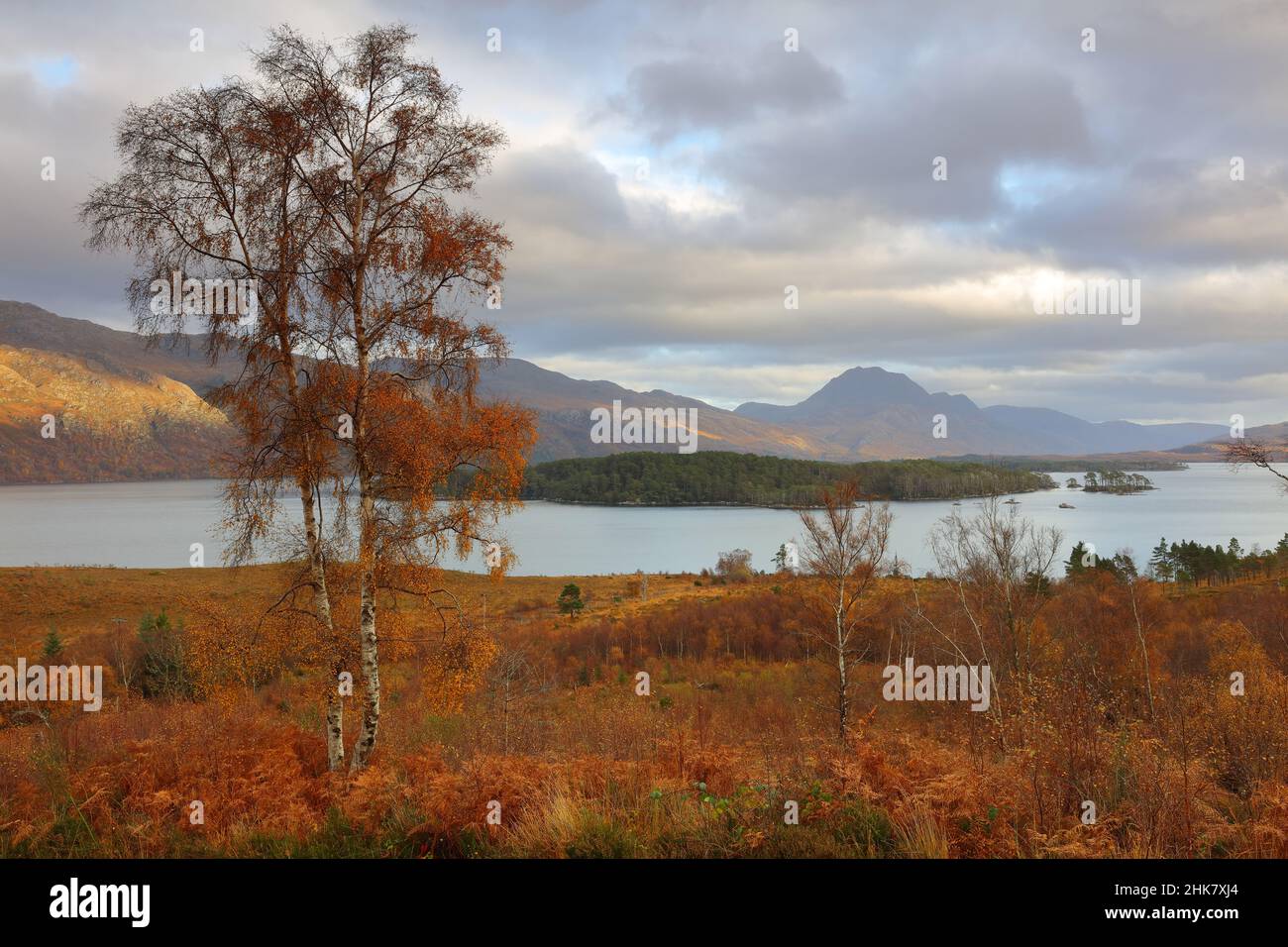 Albero di betulla d'argento con Loch Maree in lontananza. North West Highlands, Scozia, Regno Unito. Foto Stock