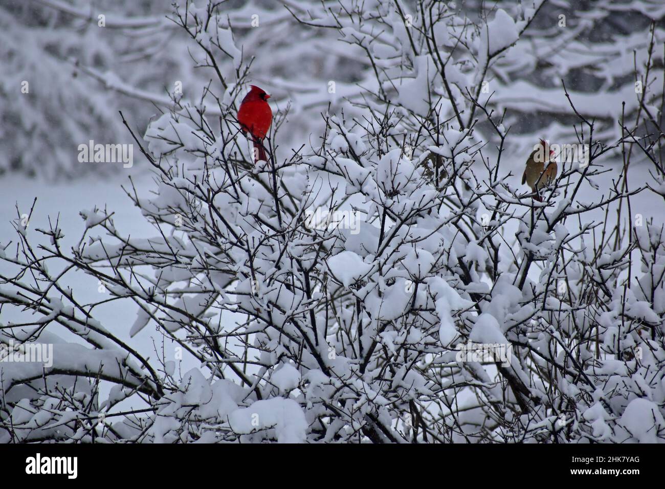 Cardinali settentrionali seduti su un cespuglio di Lilac innevato dopo una tempesta di neve di febbraio nel Michigan meridionale dopo aver nutrito alcuni semi di girasole Foto Stock