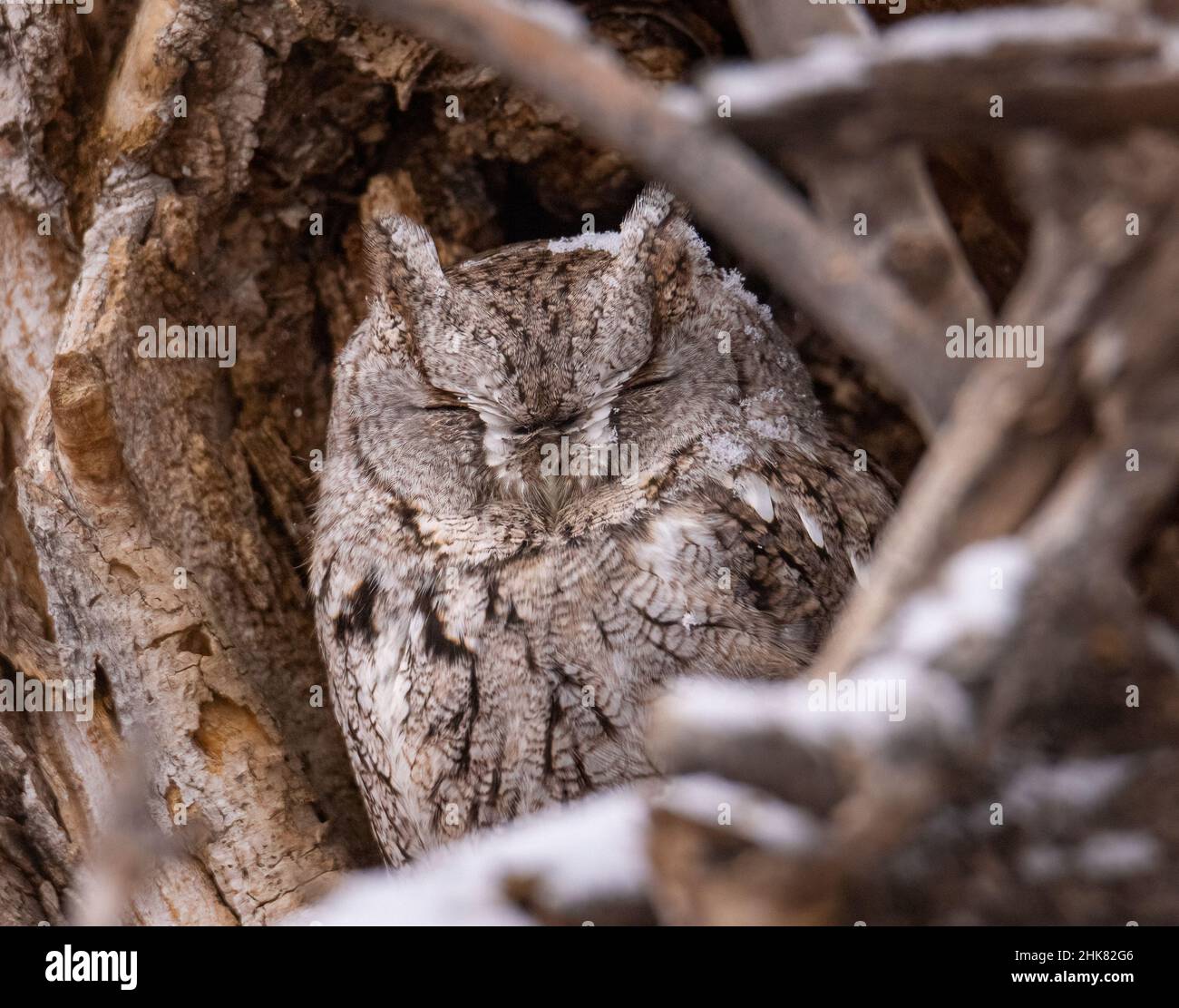 Eastern screech owl (Megascops asio) morph grigio che si innevano nella cavità dell'albero durante il giorno invernale nevoso Foto Stock