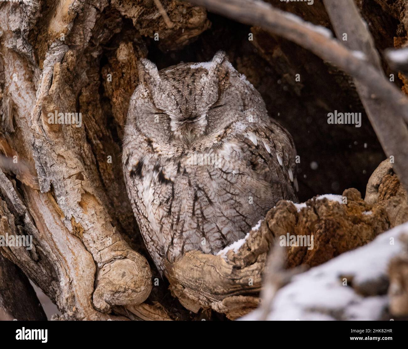 Eastern screech owl (Megascops asio) morph grigio che si innevano nella cavità dell'albero durante il giorno invernale nevoso Foto Stock