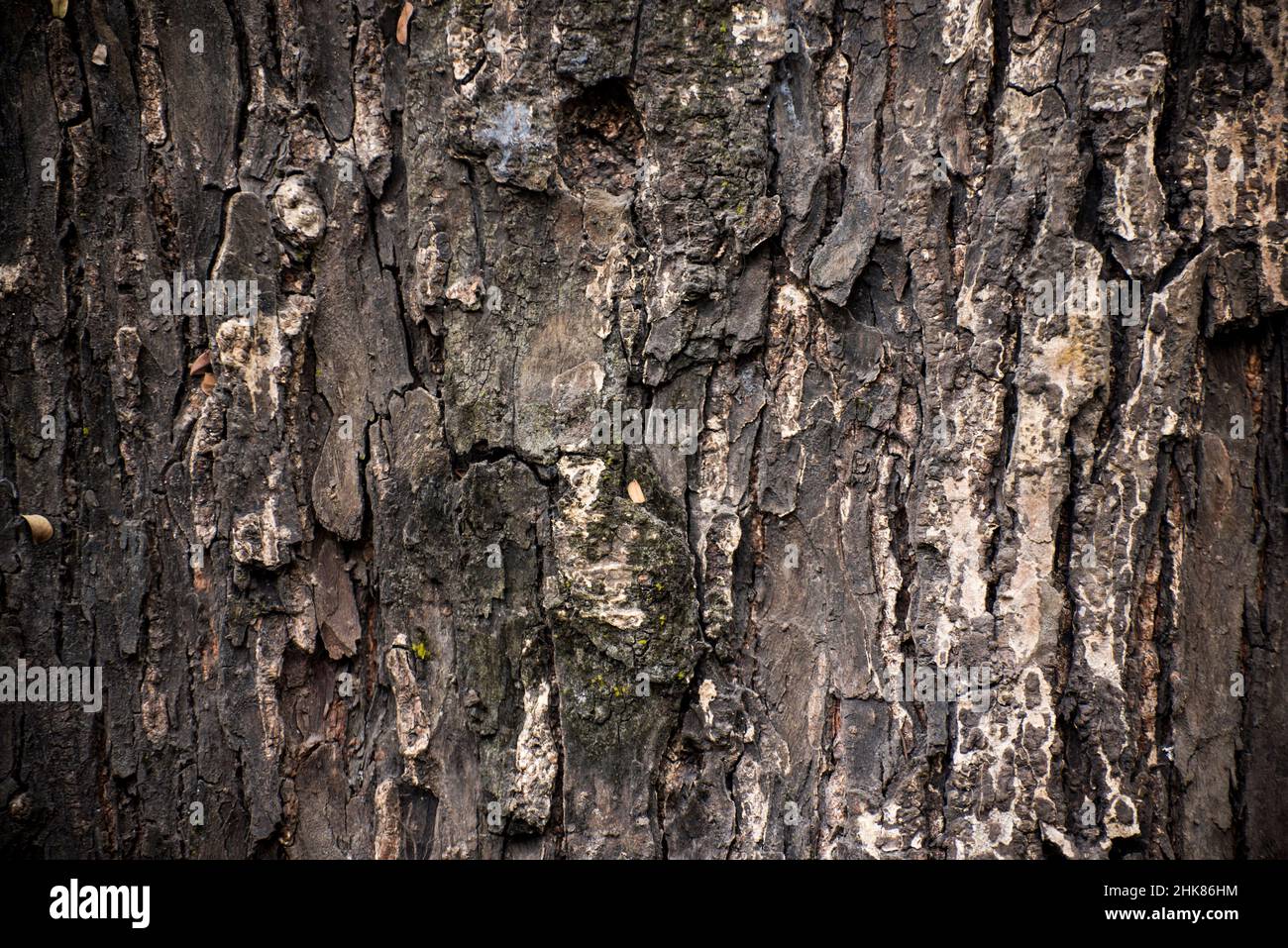 Legno sfondi texture Foto Stock