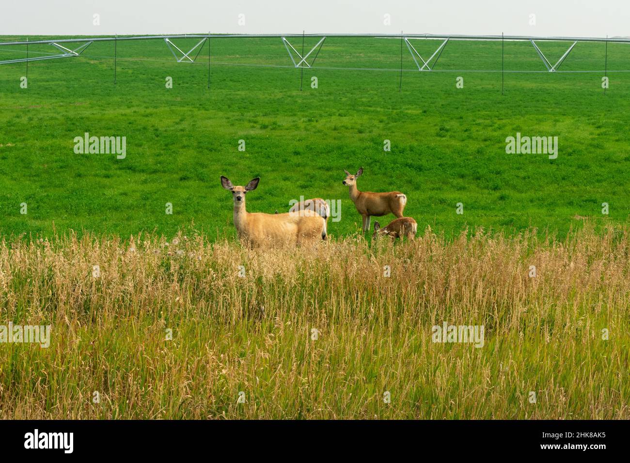Cervo mulo in un campo a Buffalo, Wyoming Foto Stock