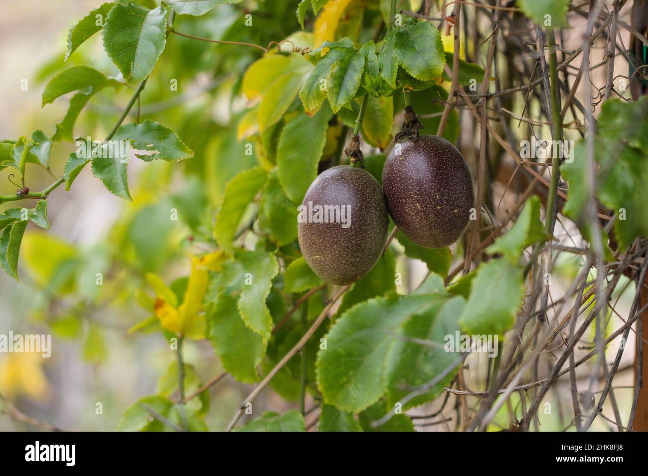 Due frutti di Passion maturi pronti per essere raccolti - Un piacere succoso e delizioso Foto Stock