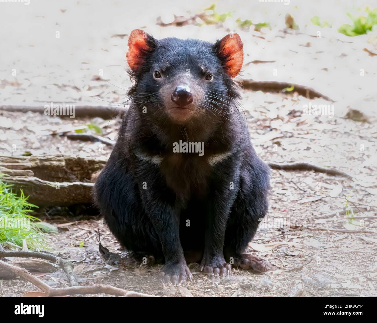 Il diavolo della Tasmania è il più grande marsupiale carnivoro del mondo Foto Stock