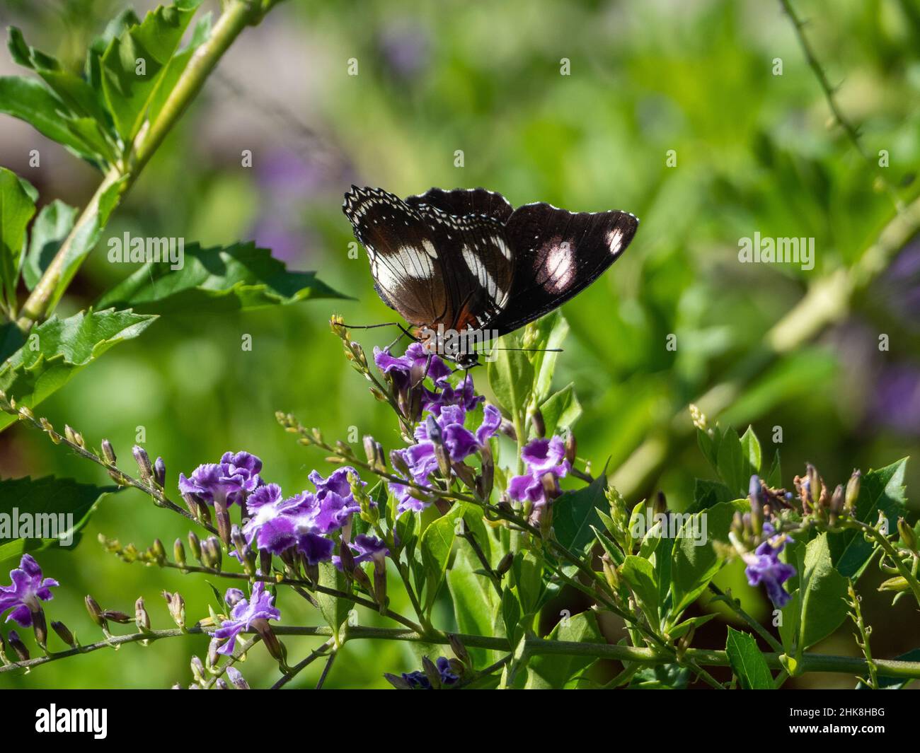 Nero e bianco comune Egglfly Butterfly ha bellissimi motivi e macchia marcature sulle sue ali, godendo viola Geisha Girl pianta fiori, Australia Foto Stock