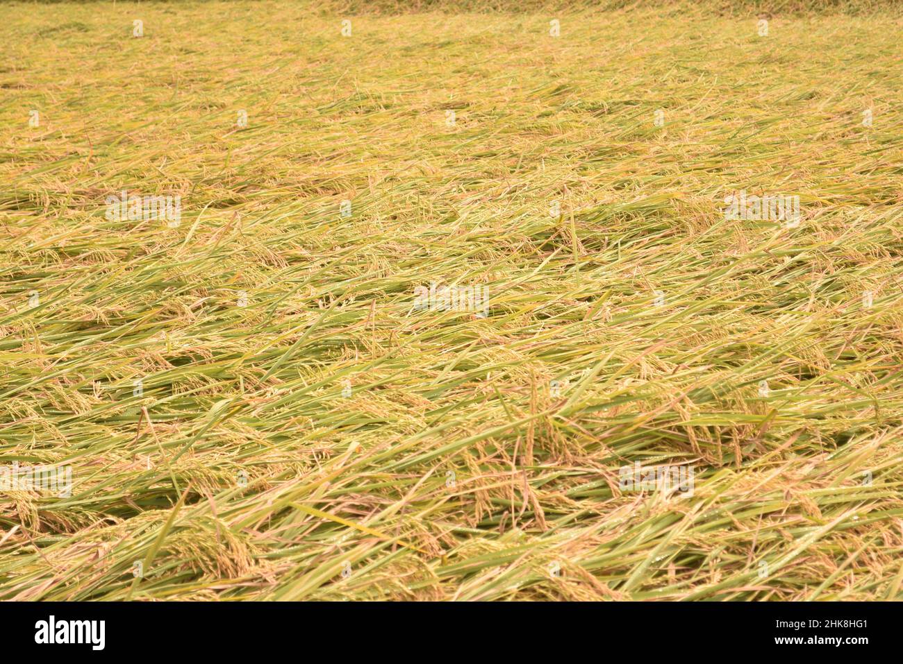 Il grano a raccolto è esposto a venti alti. La fotografia è stata ripresa nei campi di riso con un angolo alto. Foto Stock