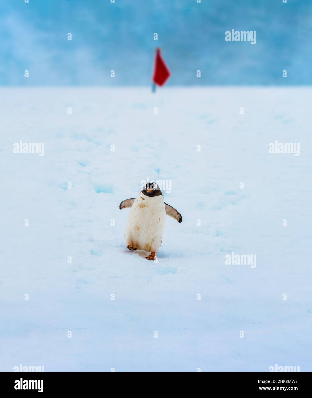 Pinguino Gentoo nativo di isole sub-antartiche dove temperature fredde consentono condizioni ideali di allevamento, foraggio e nidificazione. Foto Stock
