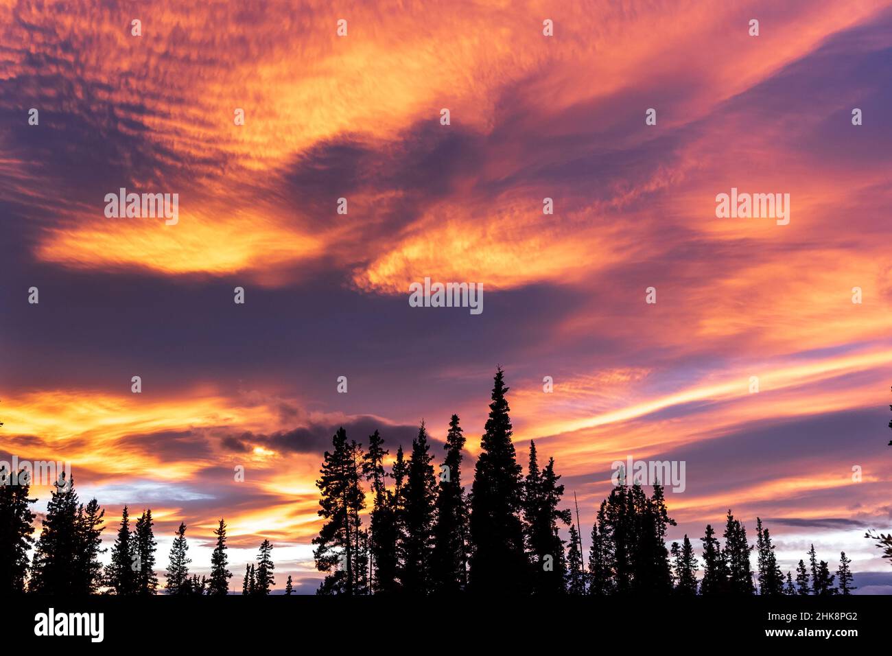 Incredibile cielo al tramonto nel nord del Canada durante l'autunno, con alberi di abete rosso di fronte al cielo rosa e viola. Foto Stock