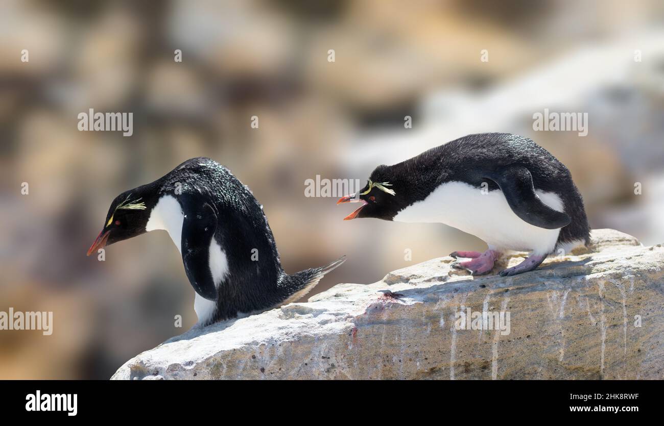 I pinguini di Rockhopper sono i pinguini crestati più diffusi Foto Stock