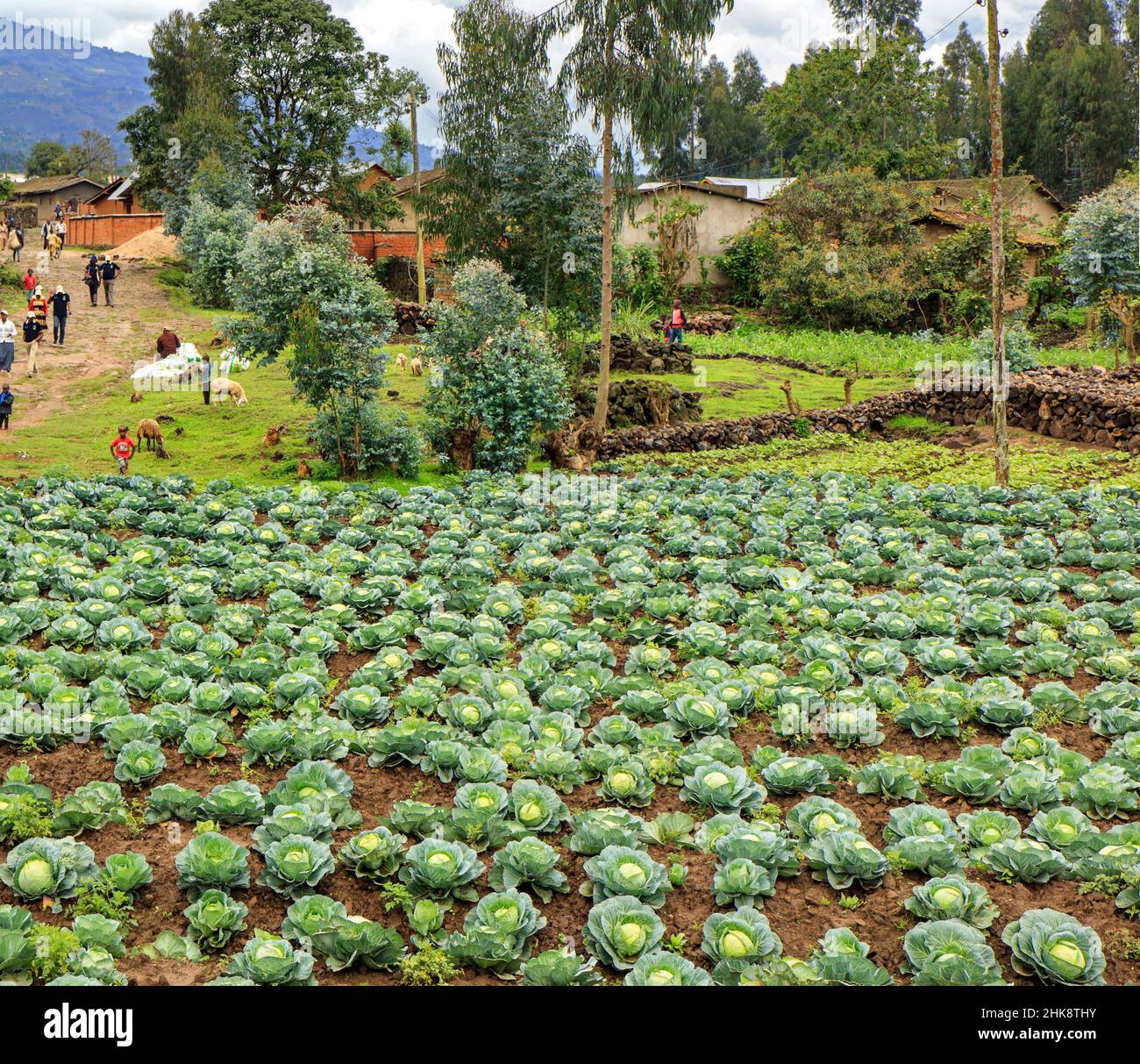 Cabage crescere in Ruanda Foto Stock