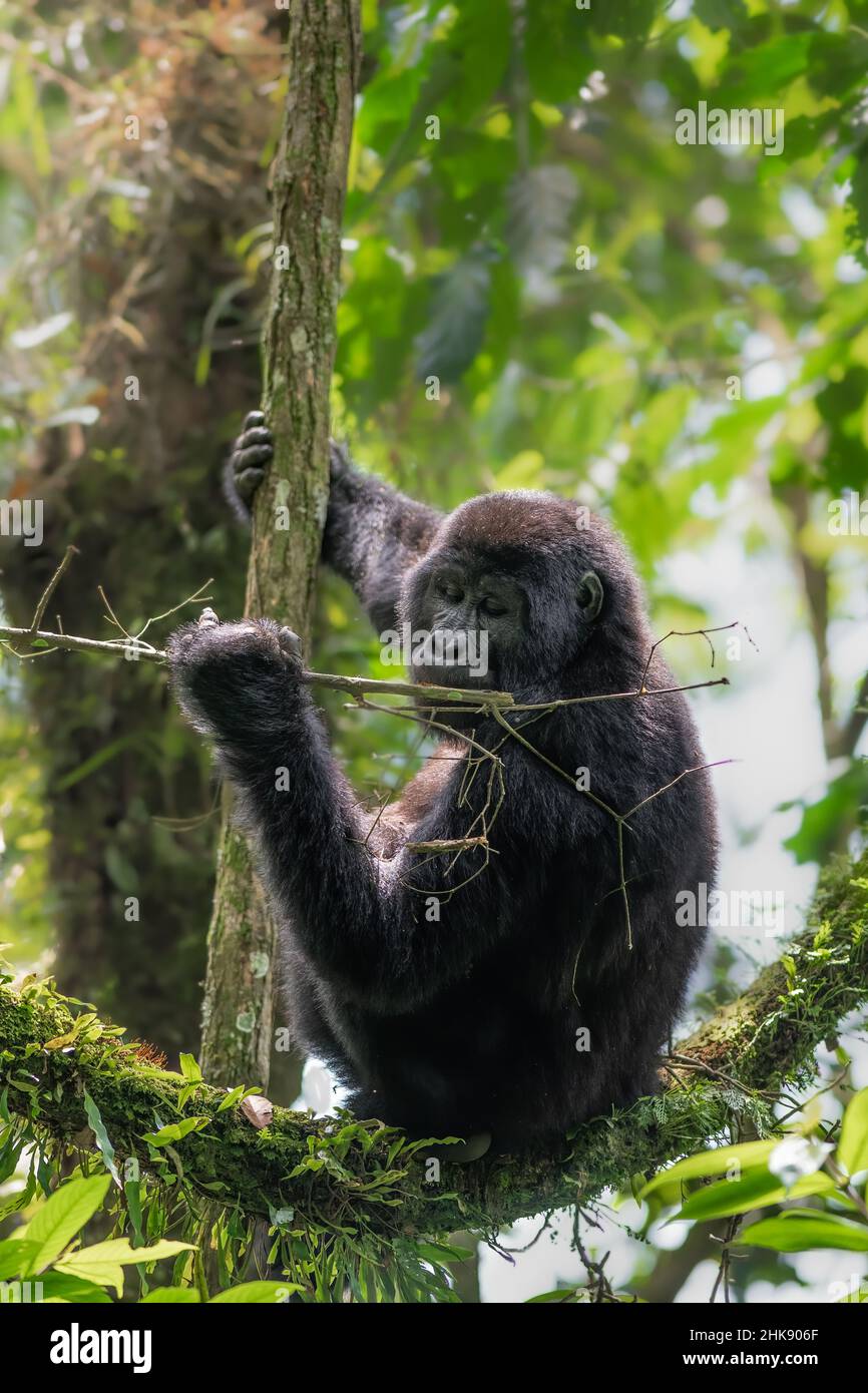 Montagna Gorilla in Bwindi impenetrabile Foresta Parco Nazionale Foto Stock