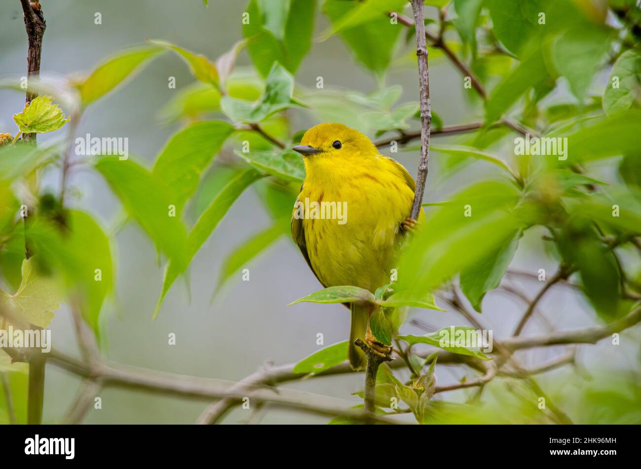 American Yellow Warbler arroccato su un ramo in Magee Marsh Foto Stock
