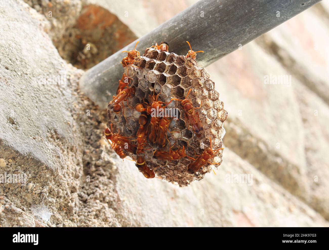Wasps in piedi lì nel nido della vespa. La vespa di carta gialla (Ropalidia marginata) con sfondo scuro Foto Stock