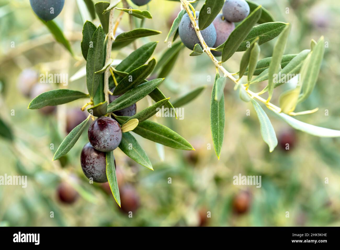 Primo piano foto di olive ben maturate appese sul ramo da raccogliere. Concetto di agricoltura e raccolto. Foto Stock