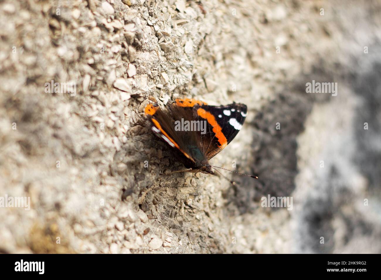 Grande bella farfalla, insetto nero con macchie bianche arancioni su una parete grigia Foto Stock