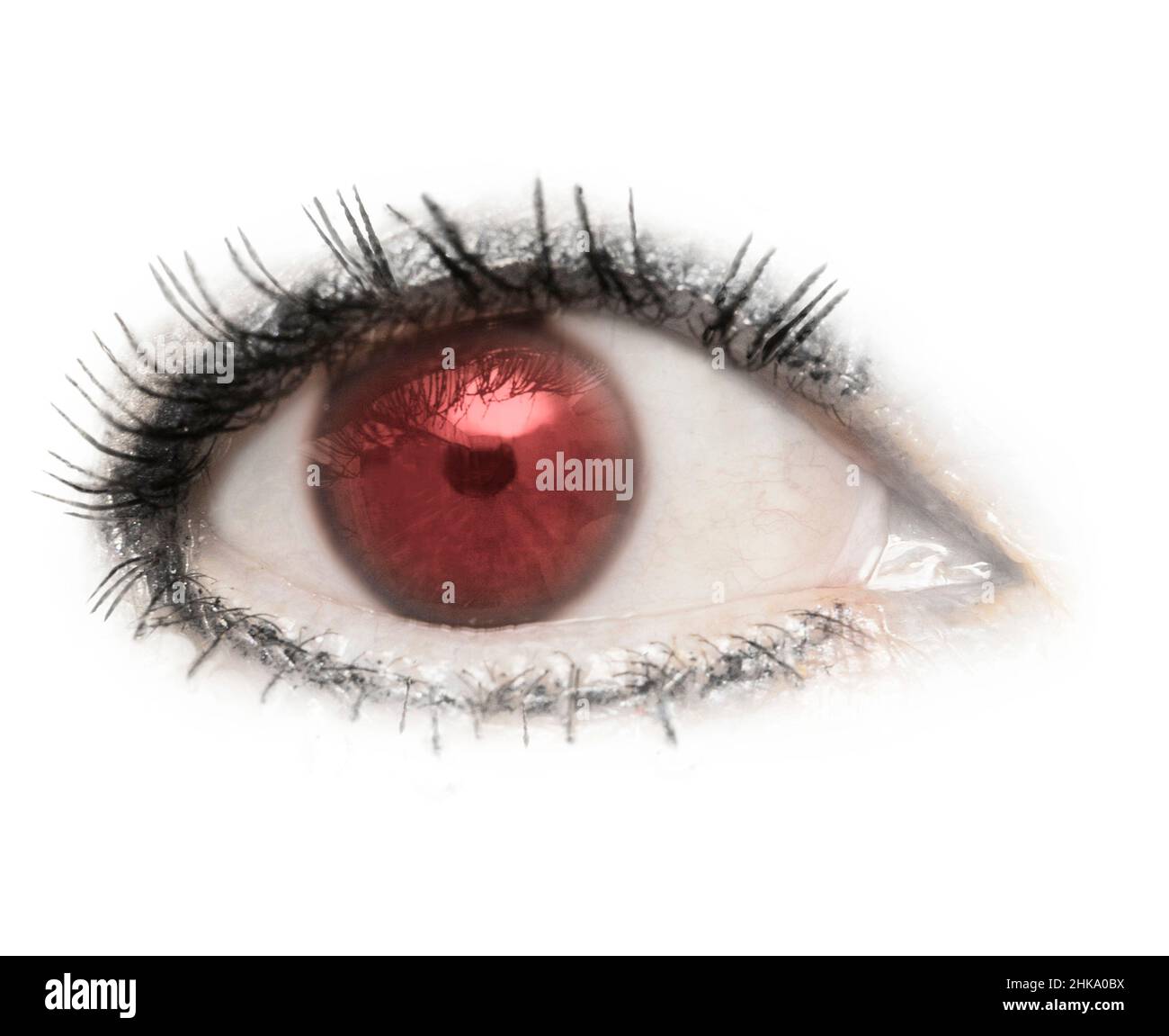 Un occhio, bulbo oculare, rosso, rosso, isolato con ciglia di ciglia su sfondo bianco. Palpebra,pupilla,sclera,iride. Foto Stock