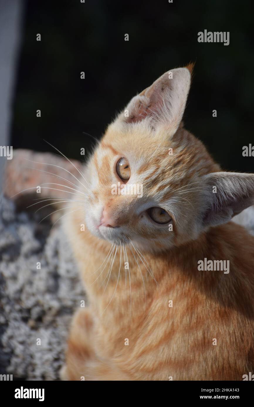 questo gatto che guarda nei tuoi occhi Foto Stock