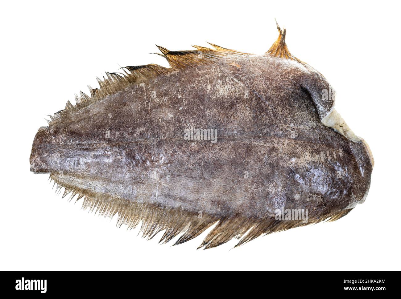 halibut crudo congelato senza testa isolato su sfondo bianco Foto Stock