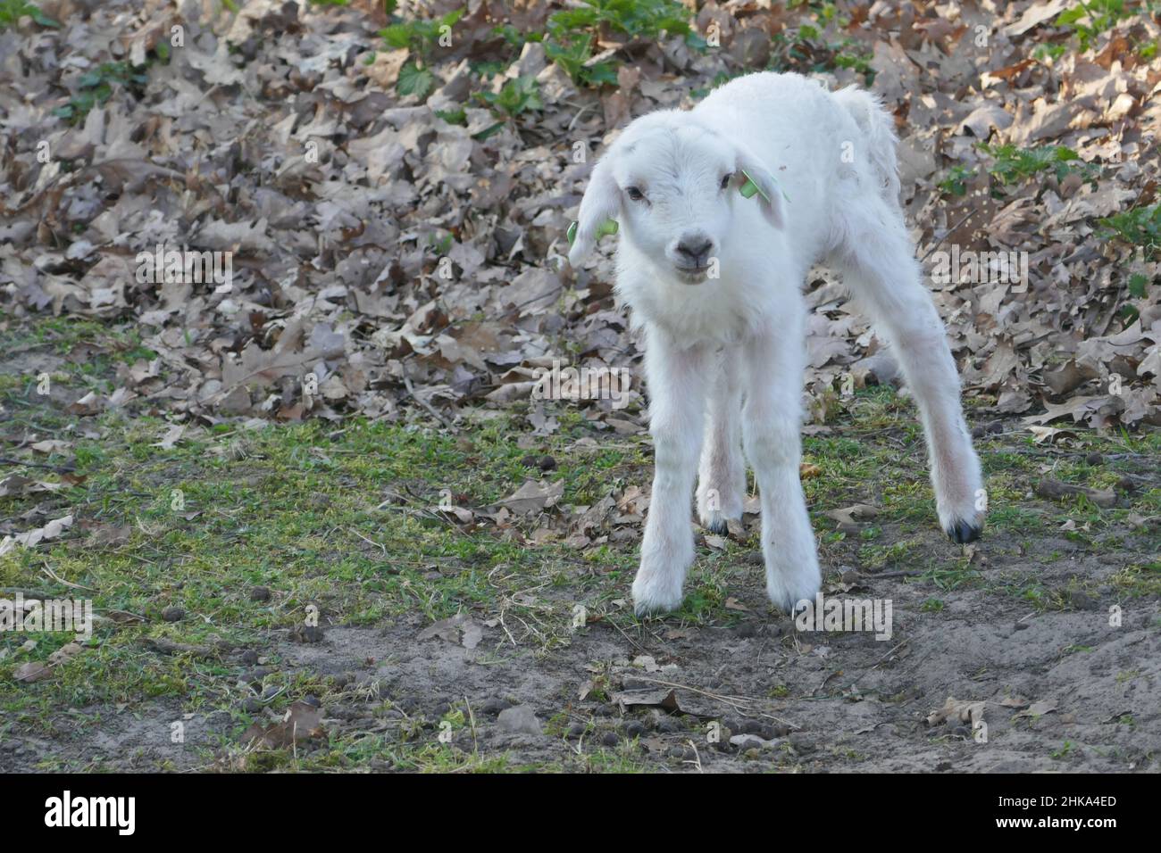 Un agnello neonato cerca di camminare. Foto Stock