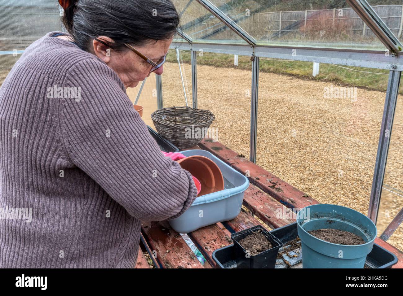 Donna nella sua serra lavaggio vasi di fiori pronti per la nuova stagione di coltivazione. Foto Stock