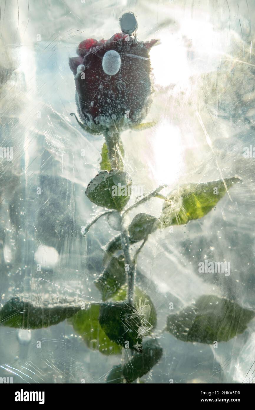 Una rosa rossa in fiore con petali è congelata in un pezzo di ghiaccio con crepe. Un bell'oggetto d'arte che simboleggia la bellezza ghiacciata. Foto Stock