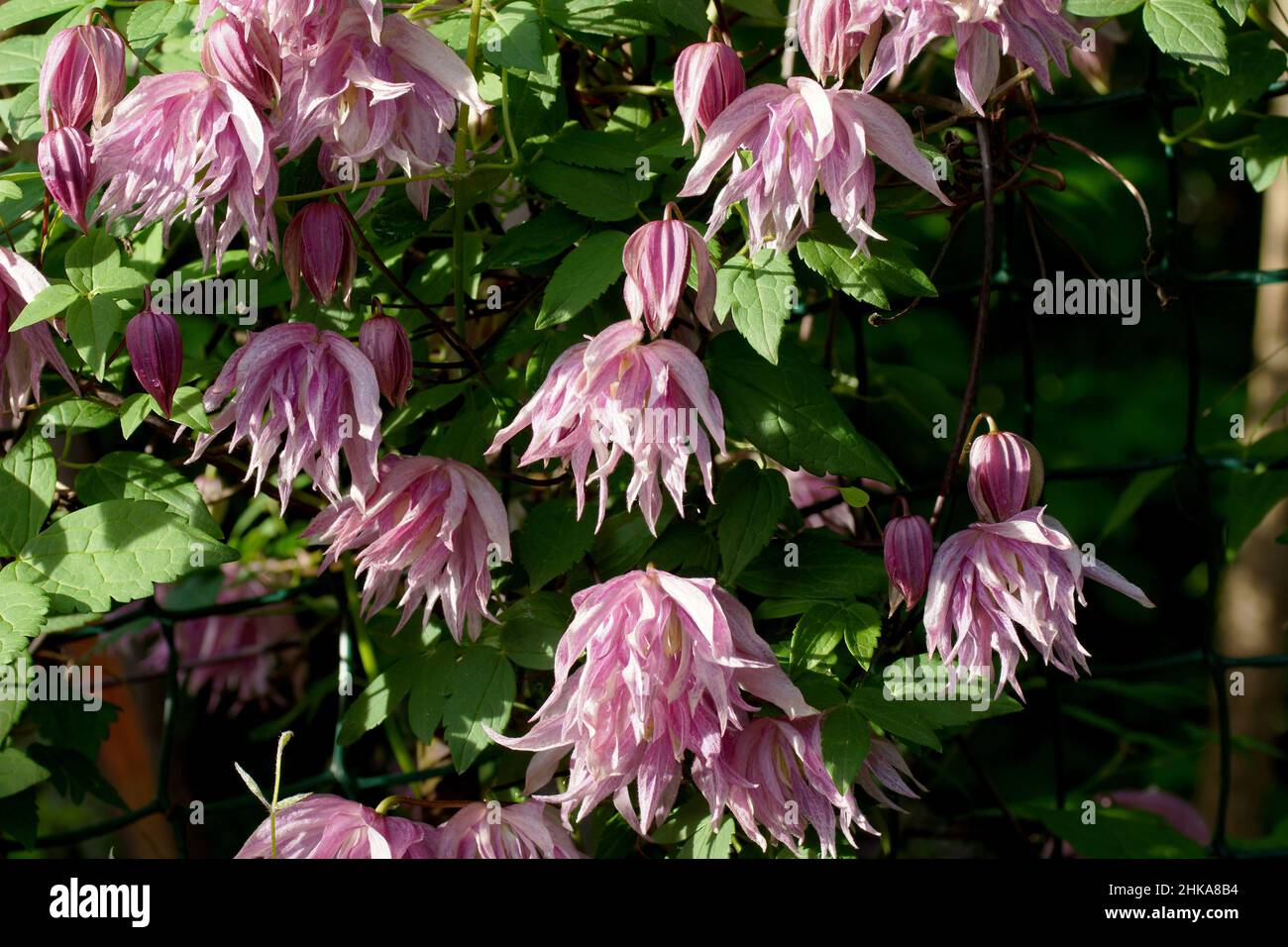 Doppia Atragene (clematis) varietà Purple Dream fiorisce nel giardino. Bella estate fiori in un giardino verticale giardinaggio. Foto Stock