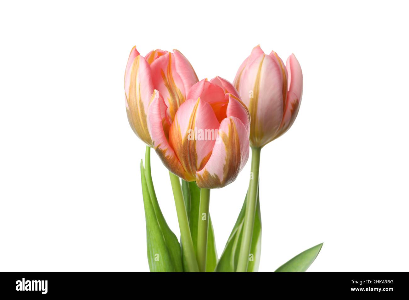 Tulipani rosa. Tre tulipani rosa isolati su sfondo bianco. Tulipani rosa Foto Stock