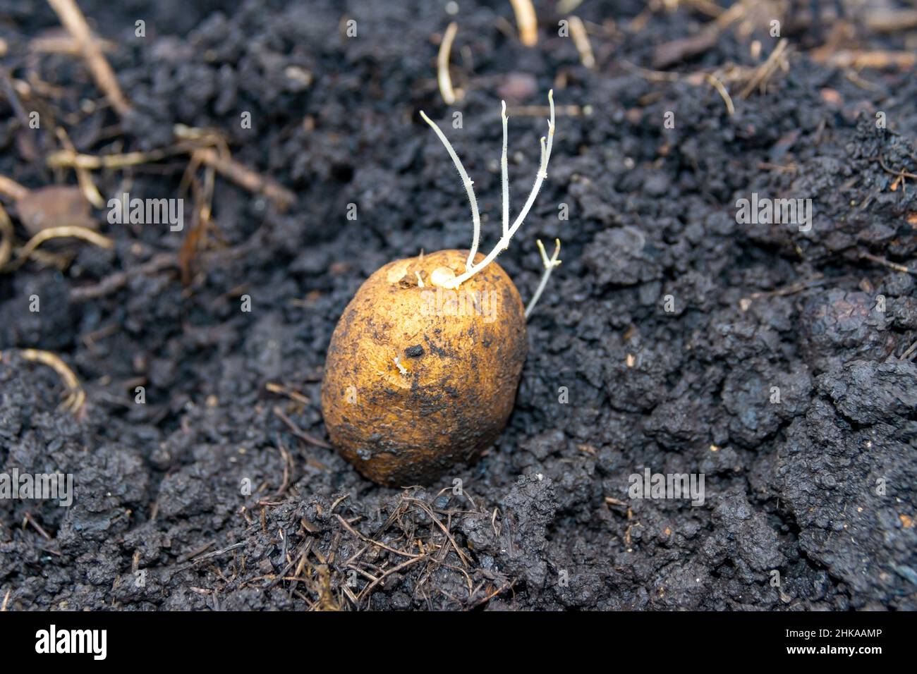 sulla terra nera si trova una patata con germogli sottili pronti per essere piantati per crescere un nuovo raccolto di verdure, fuoco selettivo Foto Stock
