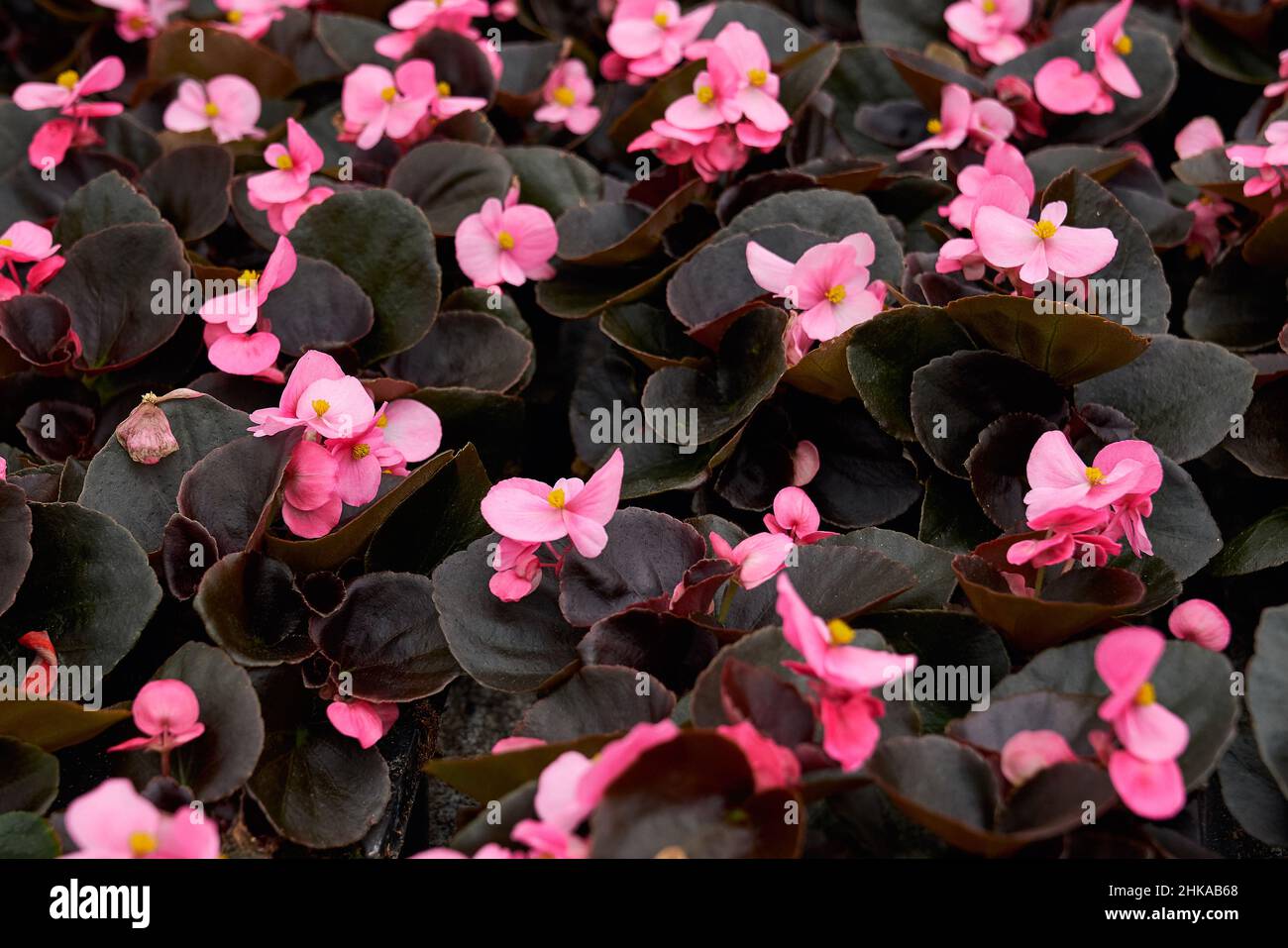 Primo piano di piccoli fiori rosa pastello con foglie verde scuro. Coltivazioni di piante di casa in pentole a serra. Sfondo naturale e carta da parati. Foto Stock