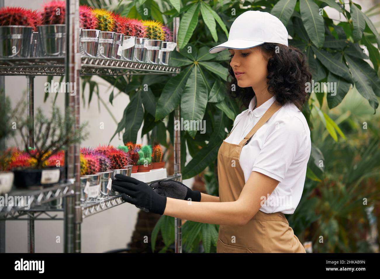 Giovane donna piacevole in uniforme giardinaggio fiori colorati in pentole. Giardiniere femminile con capelli scuri che sistemano le piante domestiche sugli scaffali alla serra. Foto Stock